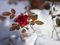 Winter Rose 2